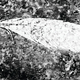 La pluma como se ve con fluorescencia estimulada por láser.